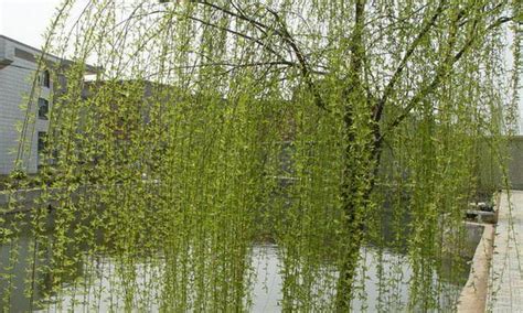 柳树风水